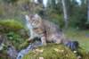 dreamcometrueamavipl15year23929_small.jpg