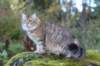 dreamcometrueamavipl15year23930_small.jpg