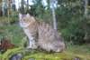 dreamcometrueamavipl15year23931_small.jpg