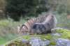 dreamcometrueamavipl15year23934_small.jpg