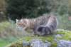 dreamcometrueamavipl15year23935_small.jpg
