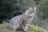 dreamcometrueamavipl15year23936_small.jpg