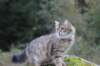 dreamcometrueamavipl15year23937_small.jpg