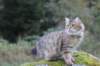 dreamcometrueamavipl15year23938_small.jpg