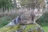dreamcometrueamavipl15year23939_small.jpg