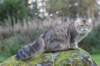dreamcometrueamavipl15year23940_small.jpg