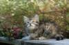 udiagirl6weekssibn2411_small.jpg
