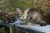 udiagirl6weekssibn2416_small.jpg