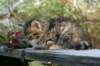 udiagirl6weekssibn2418_small.jpg