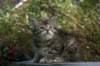 udiagirl6weekssibn2431_small.jpg