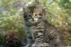 udiagirl6weekssibn2433_small.jpg