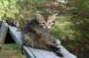 udiagirl6weekssibn243_small.jpg