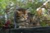 udiagirl6weekssibn2441_small.jpg