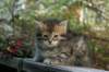 udiagirl6weekssibn2442_small.jpg
