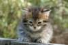 udiagirl6weekssibn2443_small.jpg