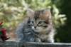 udiagirl6weekssibn2444_small.jpg