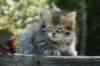 udiagirl6weekssibn2446_small.jpg