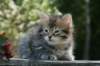 udiagirl6weekssibn2447_small.jpg