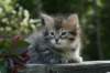 udiagirl6weekssibn2448_small.jpg