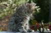 udiagirl6weekssibn2451_small.jpg