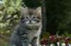 udiagirl6weekssibn2454_small.jpg