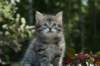 udiagirl6weekssibn2455_small.jpg