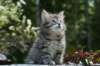 udiagirl6weekssibn2456_small.jpg