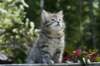 udiagirl6weekssibn2457_small.jpg