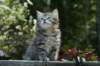 udiagirl6weekssibn2459_small.jpg