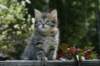 udiagirl6weekssibn2460_small.jpg