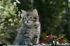 udiagirl6weekssibn2461_small.jpg