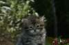 udiagirl6weekssibn2463_small.jpg
