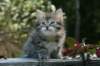 udiagirl6weekssibn2464_small.jpg