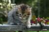 udiagirl6weekssibn2466_small.jpg
