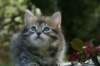 udiagirl6weekssibn2468_small.jpg