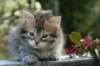 udiagirl6weekssibn2469_small.jpg