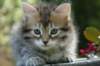 udiagirl6weekssibn2470_small.jpg