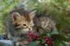 udiagirl6weekssibn2471_small.jpg