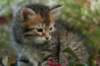 udiagirl6weekssibn2473_small.jpg