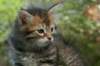 udiagirl6weekssibn2474_small.jpg
