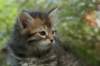 udiagirl6weekssibn2475_small.jpg