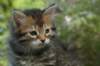 udiagirl6weekssibn2476_small.jpg