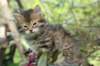udiagirl6weekssibn2479_small.jpg