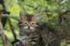 udiagirl6weekssibn2481_small.jpg