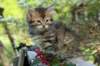 udiagirl6weekssibn2483_small.jpg