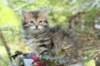 udiagirl6weekssibn2484_small.jpg