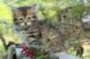 udiagirl6weekssibn2486_small.jpg