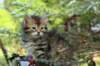 udiagirl6weekssibn2487_small.jpg