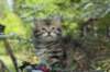 udiagirl6weekssibn2488_small.jpg