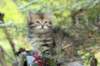 udiagirl6weekssibn2489_small.jpg